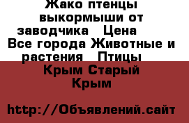 Жако птенцы выкормыши от заводчика › Цена ­ 1 - Все города Животные и растения » Птицы   . Крым,Старый Крым